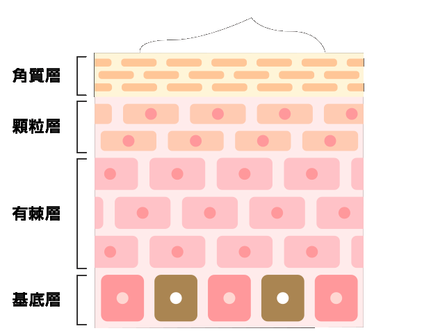 ターンオーバー