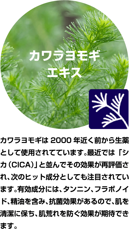 カワラヨモギエキス