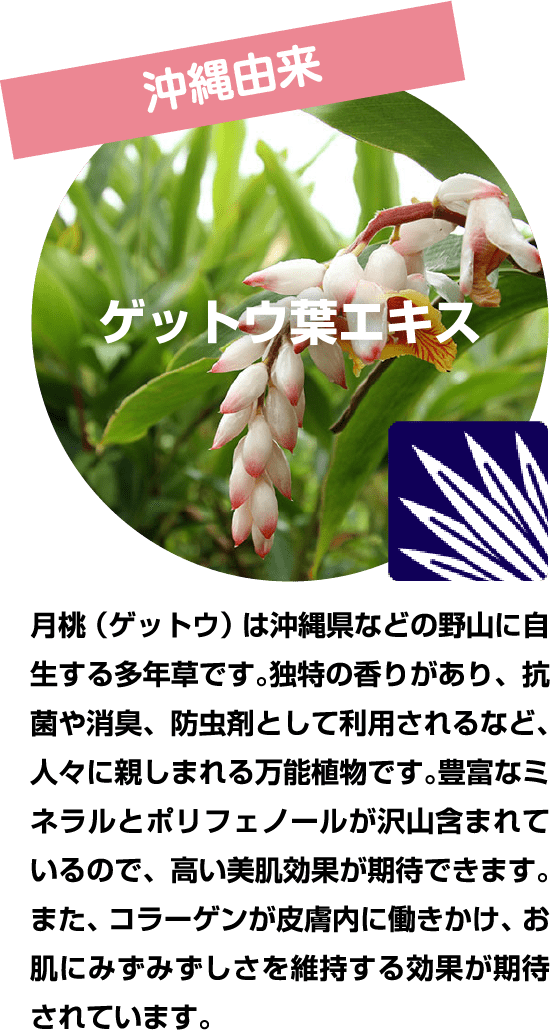 沖縄由来ゲットウ葉エキス